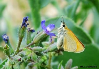 Sar Antenli Zpzp (Thymelicus sylvestris)