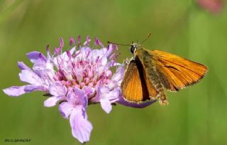 Sar Antenli Zpzp (Thymelicus sylvestris)