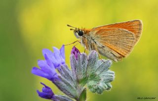 Sar Antenli Zpzp (Thymelicus sylvestris)