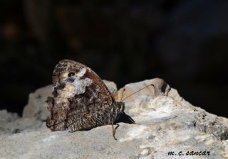 Byk Karamelek (Hipparchia syriaca)