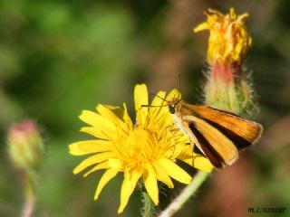 Sar Lekeli Zpzp (Thymelicus acteon)