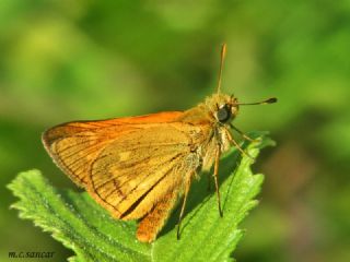 Orman Zpzp (Ochlodes sylvanus)