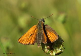 Sar Antenli Zpzp (Thymelicus sylvestris)