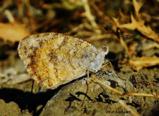 Da� Yalanc�cad�s�&nbsp;(Pseudochazara&nbsp;beroe)