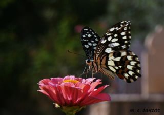 Nusaybin Gzeli (Papilio demoleus)