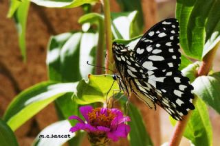 Nusaybin Gzeli (Papilio demoleus)