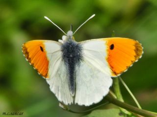 Turuncu Ssl (Anthocharis cardamines)