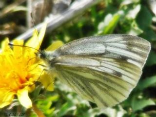 Yalanc Beyazmelek (Pieris pseudorapae)