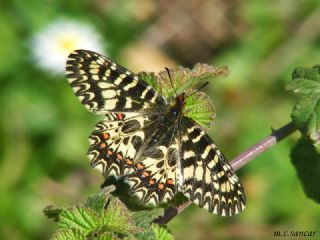 Gney Fistosu (Zerynthia polyxena)