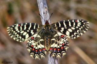 G�ney Fistosu&nbsp;(Zerynthia&nbsp;polyxena)