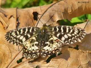 Gney Fistosu (Zerynthia polyxena)