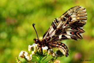 Gney Fistosu (Zerynthia polyxena)