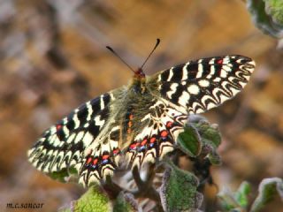 G�ney Fistosu&nbsp;(Zerynthia&nbsp;polyxena)