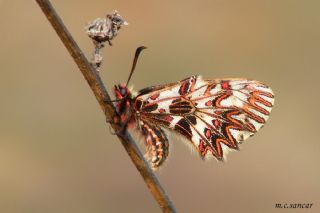 G�ney Fistosu&nbsp;(Zerynthia&nbsp;polyxena)