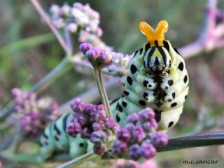 Krlangkuyruk (Papilio machaon)