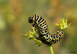 Krlangkuyruk (Papilio machaon)