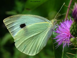 Byk Beyazmelek  (Pieris brassicae)