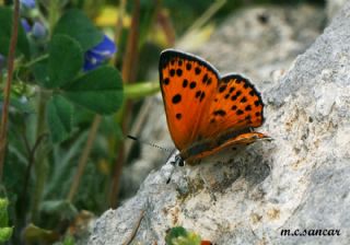 Alev Ategzeli (Lycaena kefersteinii)
