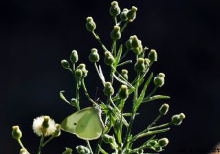 Kk Beyazmelek (Pieris rapae)