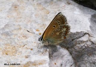 okgzl Geranium Mavisi (Polyommatus eumedon)