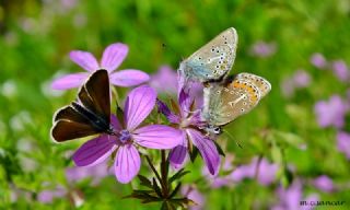 okgzl Geranium Mavisi (Aricia eumedon)