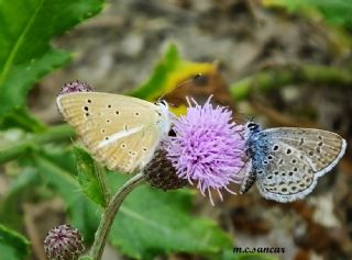 �okg�zl� Amasya Esmeri&nbsp;(Polyommatus&nbsp;mithridates)
