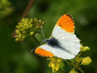 Turuncu Ssl (Anthocharis cardamines)