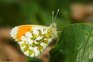 Turuncu Ssl (Anthocharis cardamines)