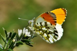 Turuncu Ssl (Anthocharis cardamines)