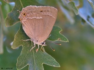 Mormee (Favonius quercus)