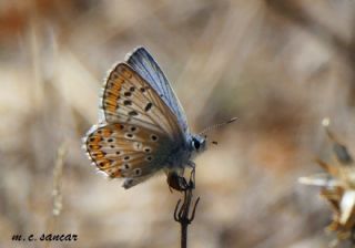 okgzl Balkan Mavisi (Aricia anteros )