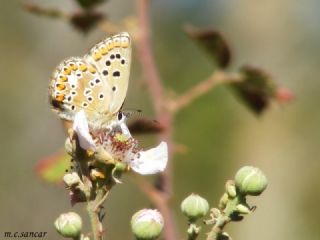 okgzl Balkan Mavisi (Aricia anteros )