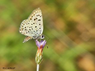 sli Bakr Gzeli (Lycaena tityrus)