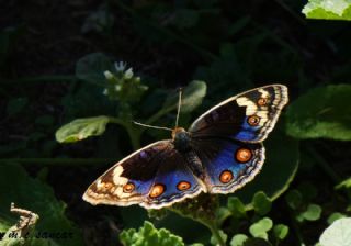 Dicle Gzeli (Junonia orithya)