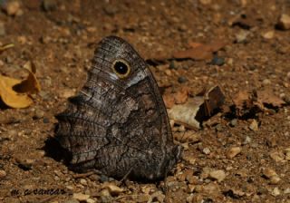 Anadolu Karamelei (Hipparchia fatua)