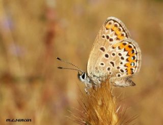 G�m�� Lekeli Esmerg�z&nbsp;(Plebejus&nbsp;argus)