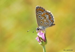 okgzl Esmer (Aricia agestis)