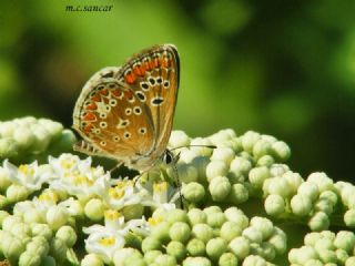 okgzl Esmer (Aricia agestis)