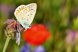 okgzl Mavi (Polyommatus icarus)