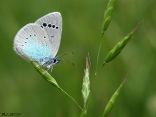 Karagz Mavisi (Glaucopsyche alexis)