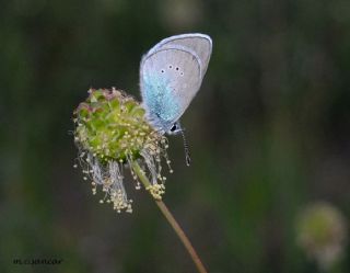 Karagz Mavisi (Glaucopsyche alexis)