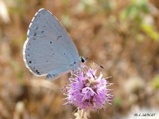 Kutsal Mavi (Celastrina argiolus)