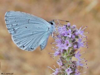 Kutsal Mavi (Celastrina argiolus)