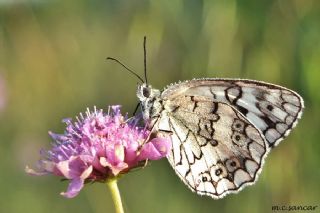 Anadolu Melikesi (Melanargia larissa)