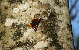 Atalanta&nbsp;(Vanessa&nbsp;atalanta)
