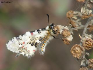 Orman Fistosu (Allancastria  cerisyi)