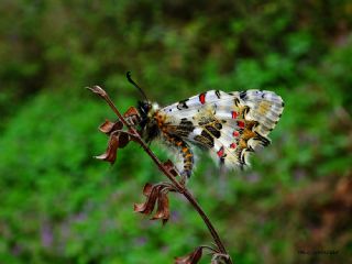 Orman Fistosu&nbsp;(Allancastria &nbsp;cerisyi)