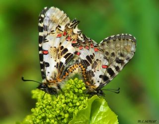 Orman Fistosu (Allancastria  cerisyi)