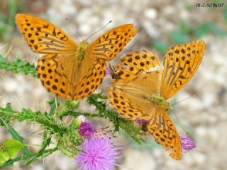 Cengaver (Argynnis paphia)