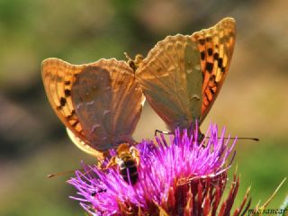 Bahadr (Argynnis pandora)